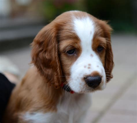 Welsh springer spaniel puppy | Springer spaniel puppies, Welsh springer spaniel puppies ...