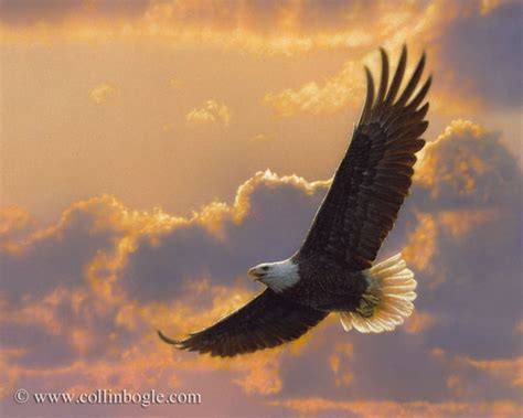 Eagle Flying Painting