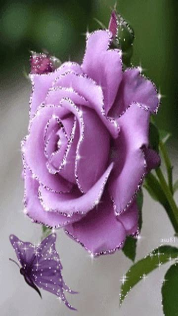 a purple rose with water droplets on it and a butterfly flying by in the background