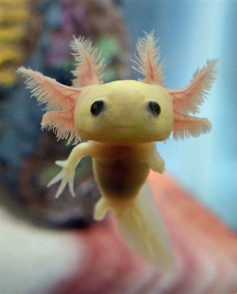 🔥 Baby axolotl : r/NatureIsFuckingLit