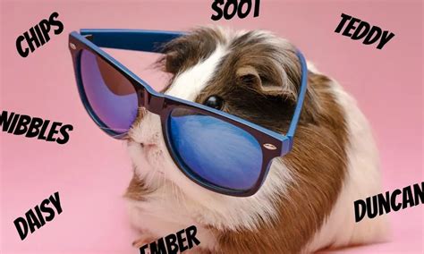 223 Cutest Guinea Pig Names (Revealed!)