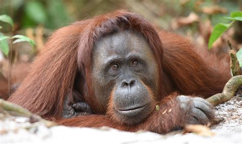 16 fun & interesting orangutan facts for International Orangutan Day ...