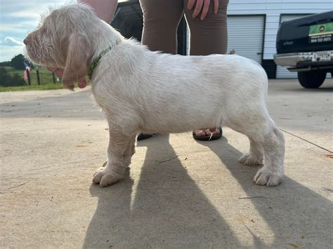 Spinone Italiano Puppies For Sale - AKC PuppyFinder