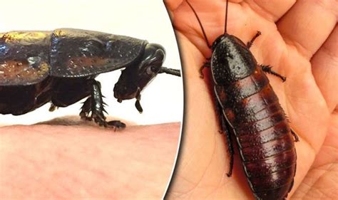 Pictures Of Roach Bites | Roach | cockroach | Insect