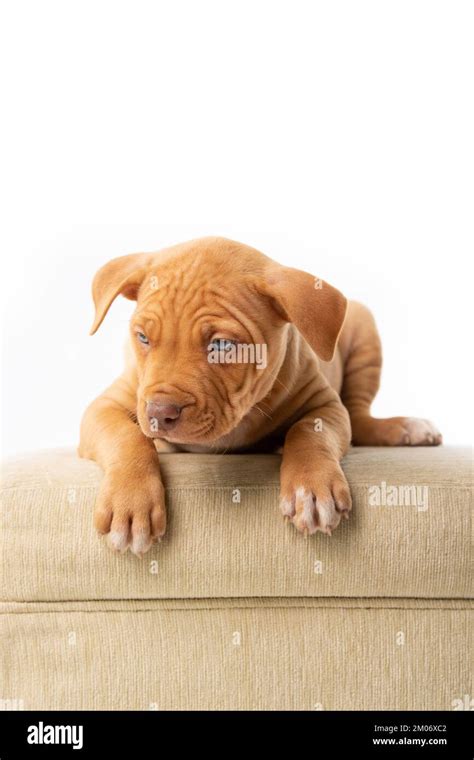 cute pitbull puppy with red nose Stock Photo - Alamy