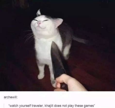 cat not threaten by knife - Google Search Cute Cats, Funny Cats, Cute Cat Memes, Steven Universe ...