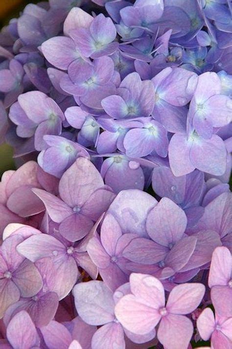 Pin by Catherine Vandenbroucke on Blue elements | Purple sparkle, Purple flowers, Purple wallpaper