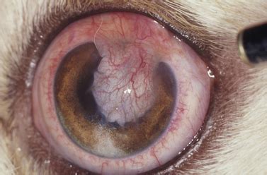 Dog Eye Ulcer Surgery