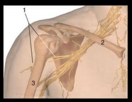 Axillary (Circumflex)Nerve Flashcards | Quizlet