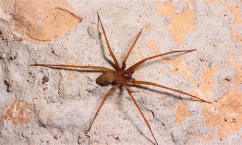 Female Brown Recluse Spider