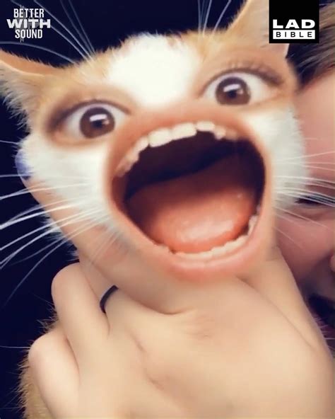 How To Get A Snapchat Filter On Your Cat - Cat Lovster