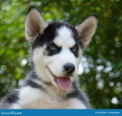 Wolf Hybrid Puppy stock image. Image of husky, siberian - 43235585