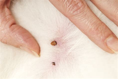 Tick in dog skin - Pet Industry News