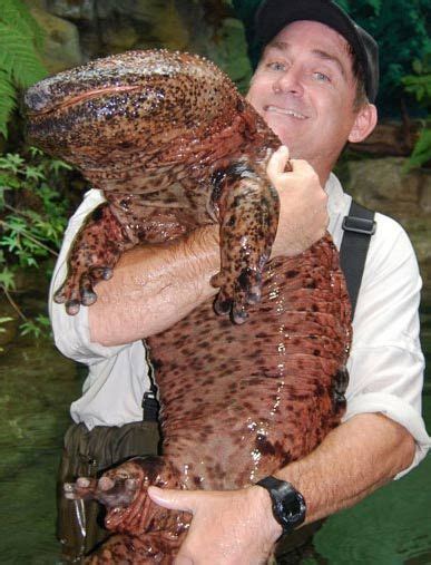 The Chinese giant salamander (Andrias davidianus) is the largest salamander and largest ...