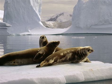 South Pole Animals | Seals At The South Pole, Antarctica (Animals ...