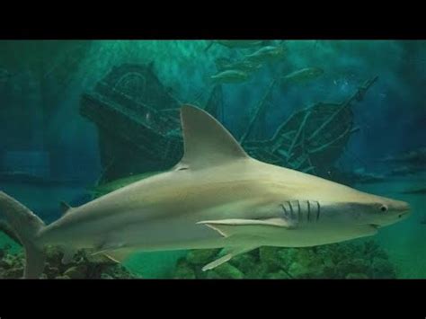 JENKINSON'S AQUARIUM EXPERIENCE (SHARKS, PENGUINS) - JENKINSONS BOARDWALK, POINT PLEASANT BEACH ...