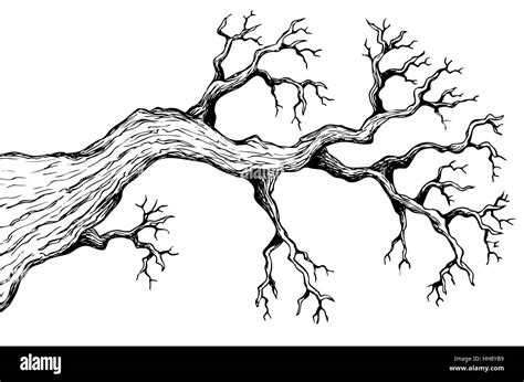 Tree branch drawing Black and White Stock Photos & Images - Alamy