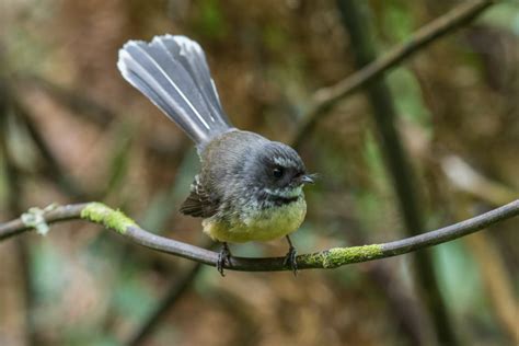 Nesting fantails balance predators and weather risks - Predator Free NZ Trust