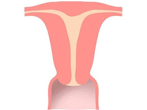 [DIAGRAM] Diagram Uterus - MYDIAGRAM.ONLINE