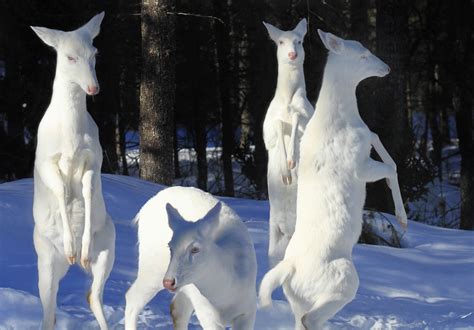 10 Stunning Albino and Leucistic Animals in North America | OutdoorHub