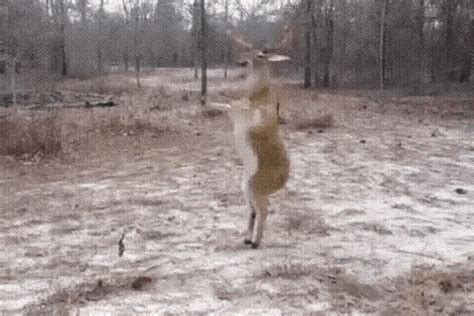 Deer GIFs | Tenor