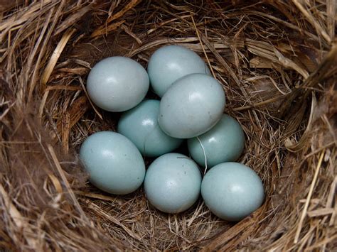 Mountain Bluebird Nest