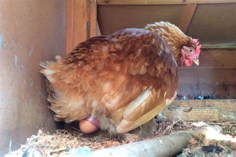 How Do Chickens Lay Eggs? (Preparation, Process and After Care)
