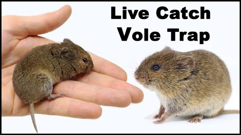 Live Trapping Voles. A Close Look At This Dangerous Animal. Mousetrap ...