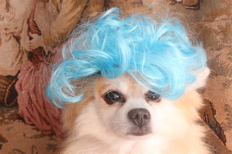 Pet Wig Blue Color for Dog or Cat - Etsy