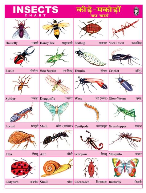 IBD Educational PVC Single Side Toddler's Laminated Insects Wall Chart Poster: Amazon.co.uk ...