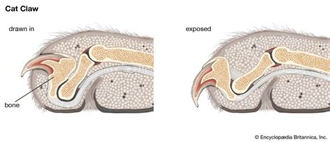 Cat Paw Anatomy