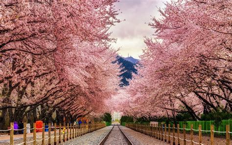 Fly to South Korea for Cherry Blossom Season for $445 Round-trip | Paid ...