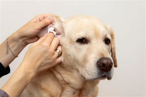 Pet Dermatology In Wellington, FL 33414 | Courtyard Animal Hospital