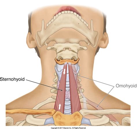 The Unusual Suspects – Sternohyoid - A Muscle of the Anterior Neck