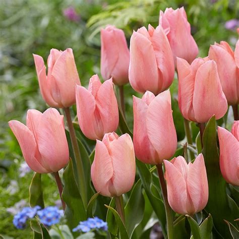 Buy single early tulip bulbs Tulipa 'Apricot Beauty'