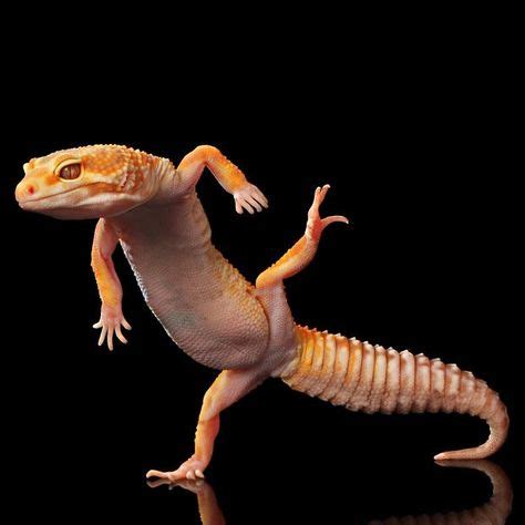 Dancing Animals - | Funny lizards, Dancing animals, Lizard