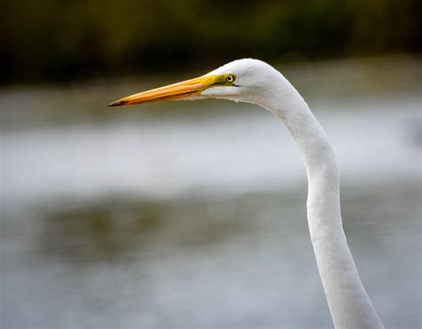 Great Egret - Birds and Blooms