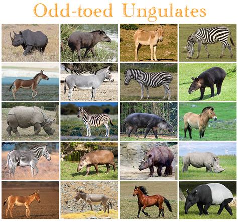 Animals - Odd-toed Ungulates Quiz - By kfastic