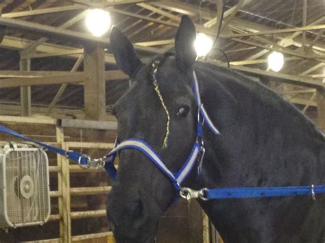 Amish Horses: Percheron Horse Show