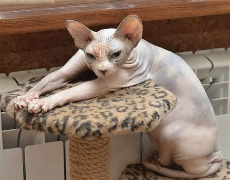 14 Facts About Sphynx Cats That You Should Know | Page 3 of 3 | PetPress