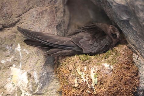 Black Swift | Black Swift on nest! Box Canon Falls, Ouray, C… | Flickr