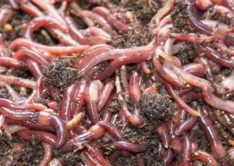 Eisenia Fetida Earthworm, 5 Kg, Crate at Rs 100/kg in Karnal | ID: 23262946291