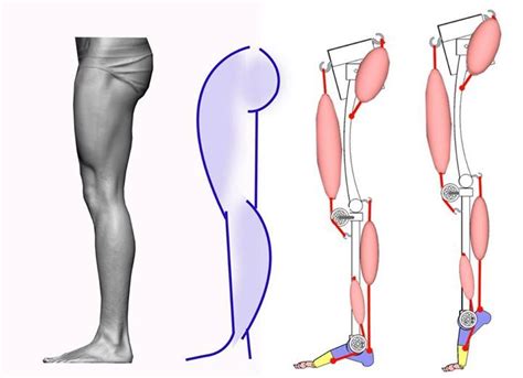 Mechanics of the main muscle groups that create silhouette of lower limb. | Anatomia piernas ...