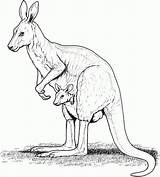 Free Printable Kangaroo Coloring Pages For Kids sketch template