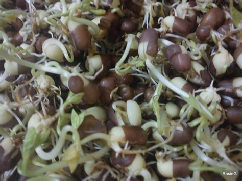 Organic Sprouting Seeds Aduki Beans | Organic Seeds | Sprouting Seeds | Premier Seeds Direct Ltd.