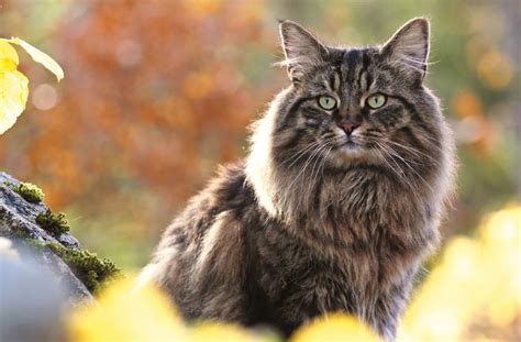 Norwegian Forest Cat The 17 Best Cat Breeds For First - vrogue.co