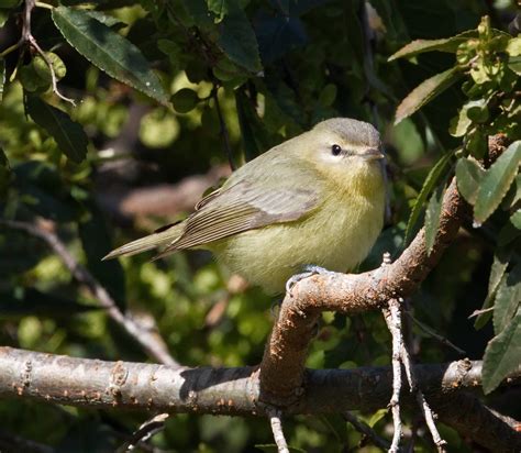 Philadelphia Vireo | San Diego Bird Spot