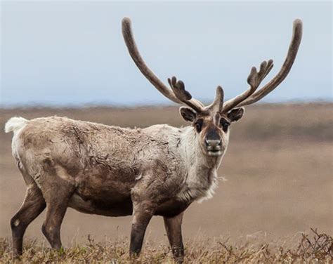 Top 103+ Images of caribou animal - Merkantilaklubben.org