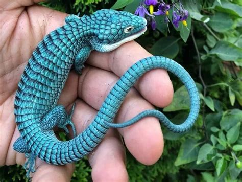 Pin de Mar Mad em Largato | Lagarto, O lagarto, Cobra de estimação