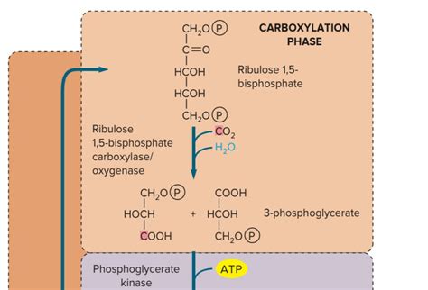 PHOTOSYNTHETIC CO2 FIXATION